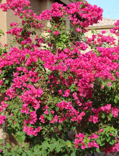 Wallpaper Mural Bougainvillea Flower Bush Torontodigital.ca
