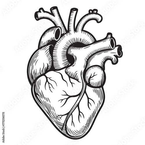 realistic black and white human heart vector art showing muscular structure branching blood vessels anatomy