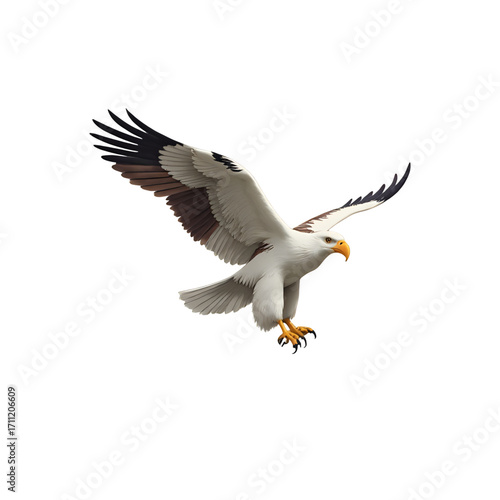 Eagle flying