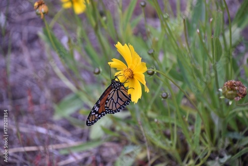 there is a butterfly that is sitting on a yellow flower
