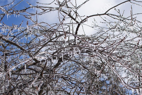 araffe tree with icicles hanging from it ' s branches against a blue sky