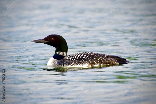 there is a duck that is swimming in the water