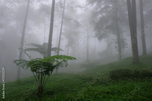 Close-up of fern leaves in a misty forest with tall trees and dense fog, creating a mysterious and serene atmosphere.