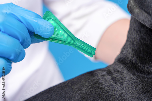 Close-up of a veterinarian applying topical flea and tick treatment on a dog's back. animal healthcare concept for pet safety and wellness.