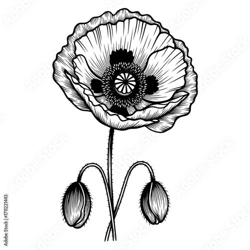 Vector art of detailed black and white illustration of a poppy flower with two buds on stems