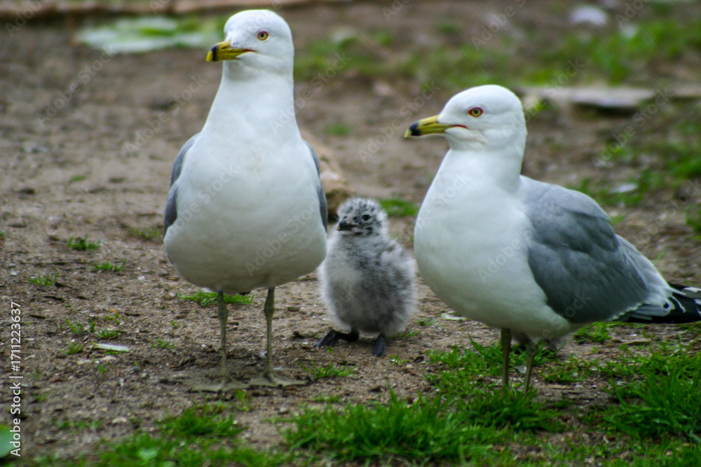 seagulls family