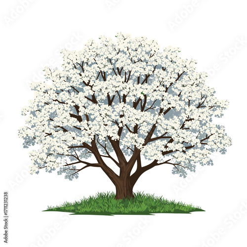 A beautifully illustrated springtime flowering tree covered in a profusion of white blossoms set against a clean white background with a touch of green grass at its base