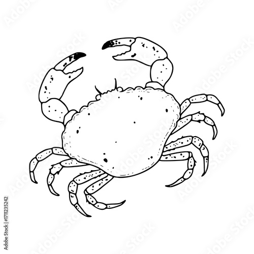 realistic crab line art illustration