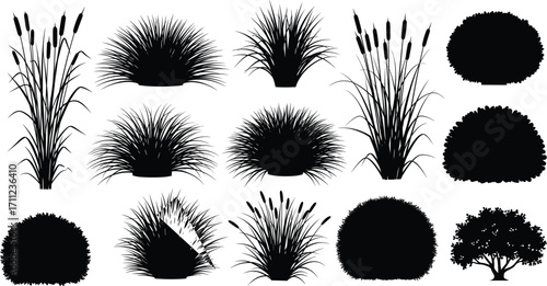 Black plant silhouette collection, ornamental grass, shrub and reed icons, vector nature elements, garden design, landscape illustration, isolated on white background