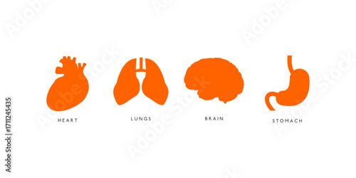 Collection of internal human organ icons including brain, heart, lungs, liver, kidneys, stomach, and intestines designed in simple medical vector icon style for healthcare use