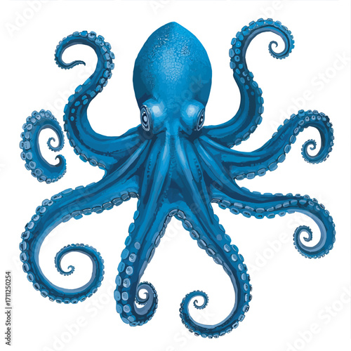 octopus on a white background