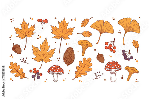 Autumn leaves acorns pinecone mushrooms berries and ginkgo leaves illustration fall maple leaf