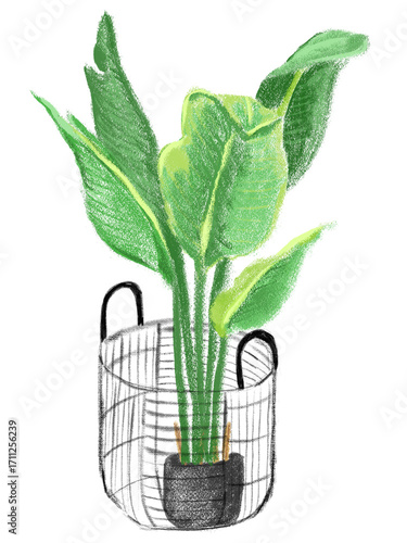 Hand-Drawn Tropical Plant Illustration - Traveler's Palm in Wire Basket on Transparent Background