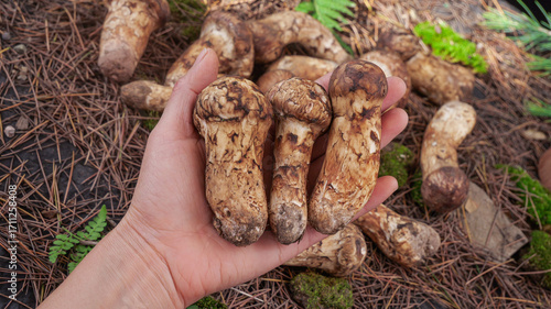 Fresh Matsutake Mushrooms Picked from Forest Meadow - Wild Foraging Harvest