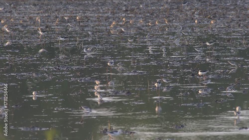 Flock of Shorebirds Feeding in Marshy Wetland Habitat at Dawn