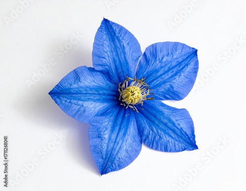 Blue flower in white background