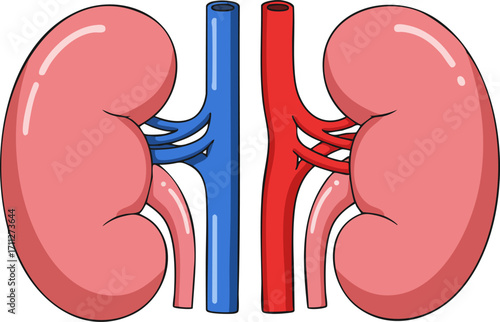 Simple Human Kidneys Icon