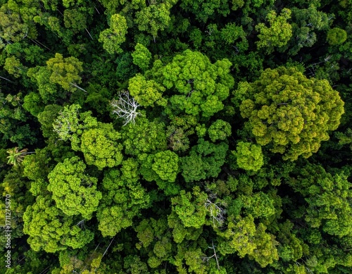 Aerial view showcases the dense, textured canopy of a vibrant forest, filled with varying shades of green and lush vegetation