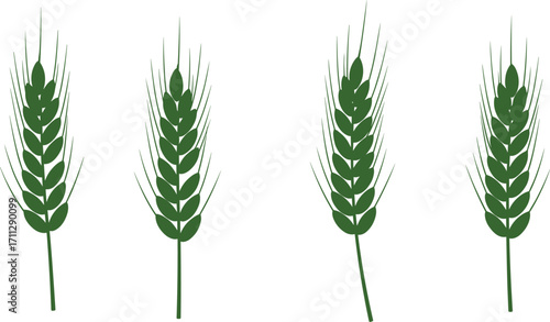Green wheat stalk illustration, agricultural crop design, organic farming symbol, botanical plant vector, natural food concept, eco friendly agriculture artwork, harvest