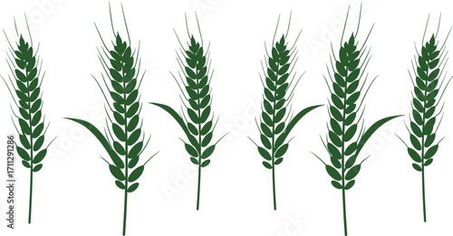 Green wheat stalk illustration, agricultural crop design, organic farming symbol, cereal plant vector, sustainable agriculture art, food production graphic, 