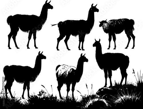 Llama alpaca silhouettes herd group animals wildlife nature mammals livestock farming pastoral
