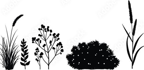 Silhouette of wild plants, grass, herbs, shrubs, meadow vegetation, natural foliage, botanical design, black illustration, isolated vector graphic