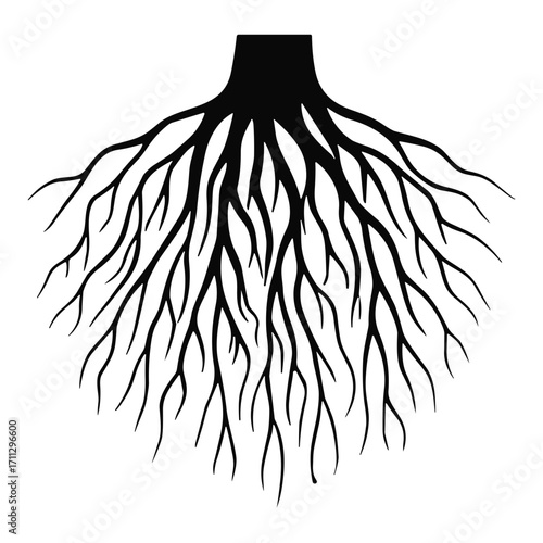 Black Tree Root
