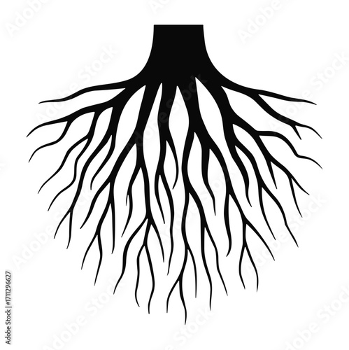Black Tree Root