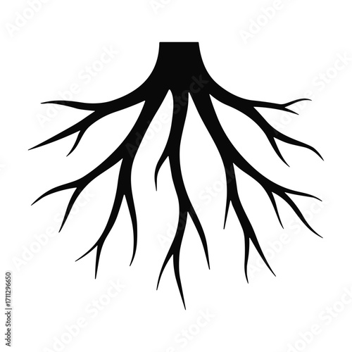 Black Tree Root