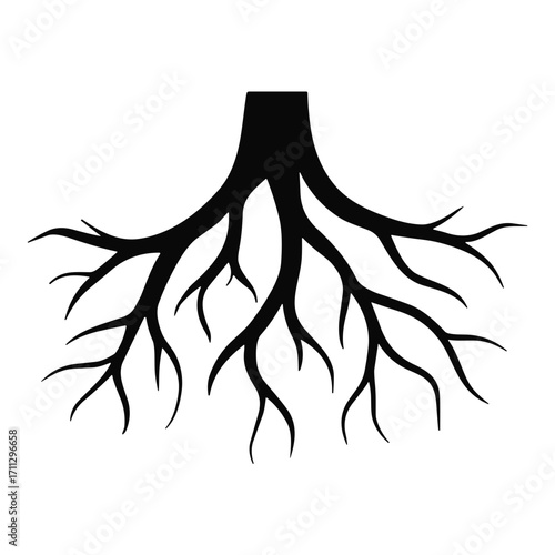 Black Tree Root