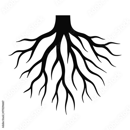 Black Tree Root