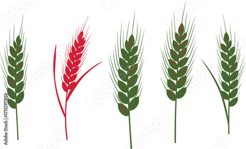 Stylized wheat head illustration, agricultural crop design, botanical grain artwork, farming harvest concept, cereal plant drawing, organic food vector graphic
