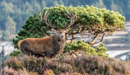 Majestic stag atop a heather-covered hill, with a pine tree in the background