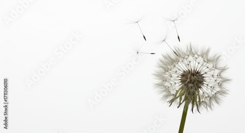 Wallpaper Mural Delicate dandelion with seeds adrift, symbolizing fragility and resilience Torontodigital.ca