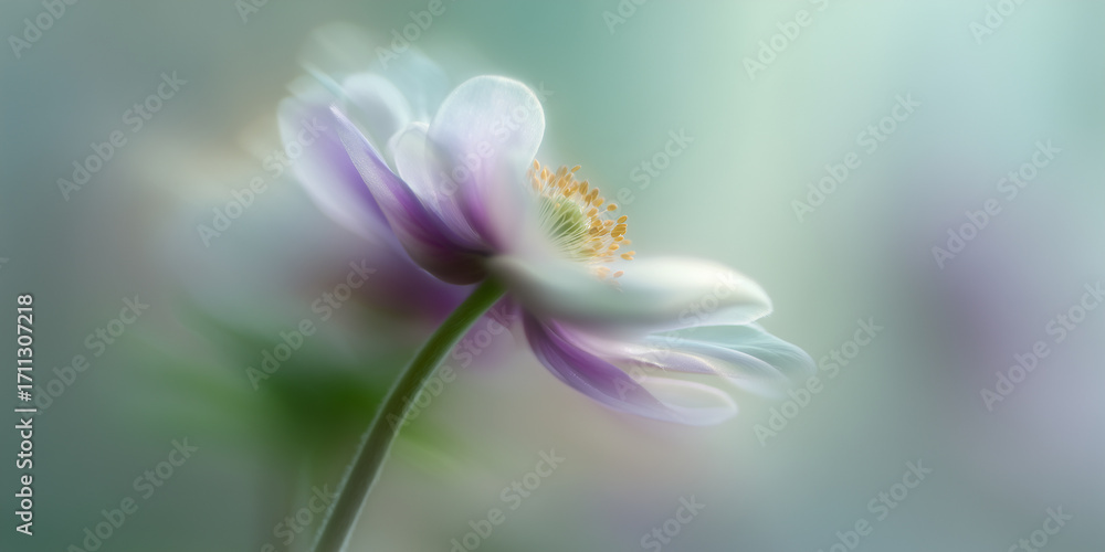 Fototapeta premium Delicate anemone flower blooming in soft pastel colors