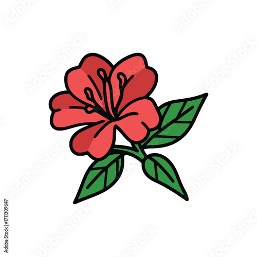 Vivid red rhododendron blossom surrounded by vibrant green leaves graces the white background
