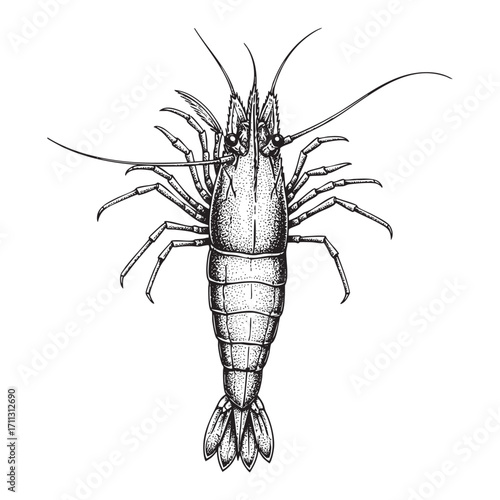 crsyfish shrimp lobster