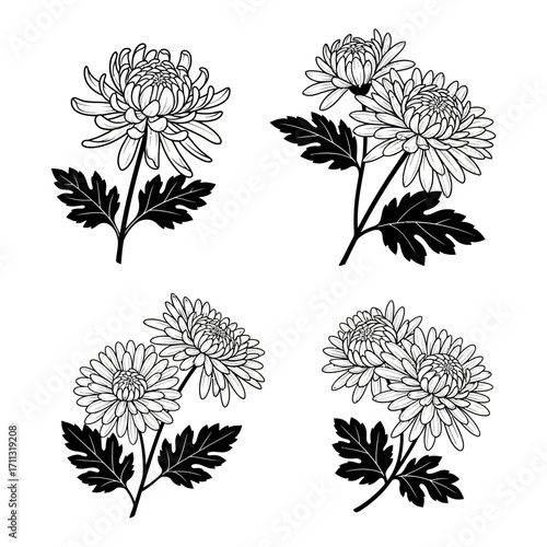 A set of four black and white line art illustrations depicting chrysanthemum flowers on stems with leaves.