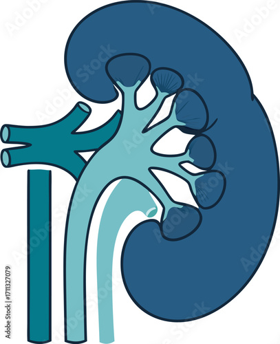Human Kidney Anatomy Medical Vector Illustration