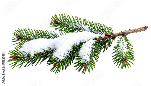 A close-up of a snow-covered pine branch