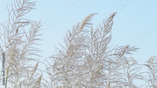 Delicate Grass Blades Swaying Gently in the Soft Breeze Outdoors