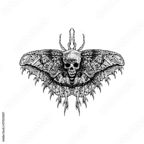 dead moth hand drawing vector isolated on white background.