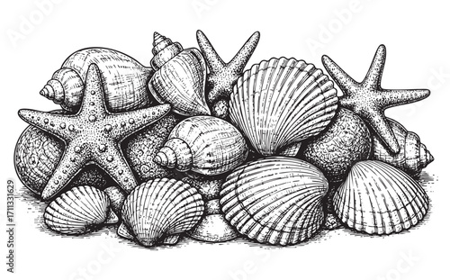 various sea shells, corals oyster, and scallop