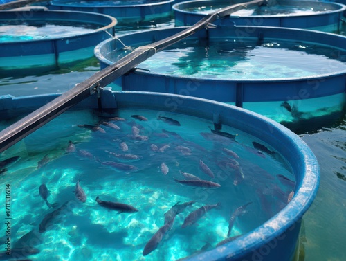 Blue circular tanks filled with clear water and swimming fish, creating a vibrant aquatic scene in a fish farming environment.
