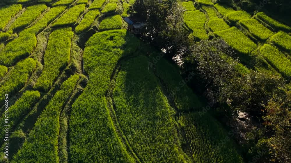 Rice fields and huts with morning light, agricultural areas and environmental conservation Rice fields and huts with morning light, agricultural areas and environmental conservation