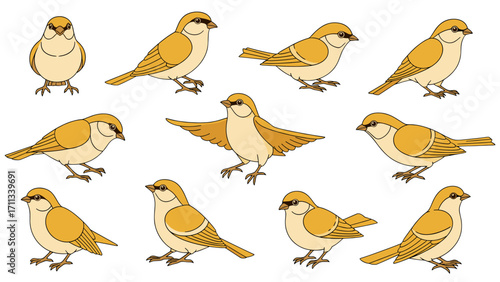 Charming Sparrow Birds Poses Wildlife Nature Vector Art Isolated on Transparent Background