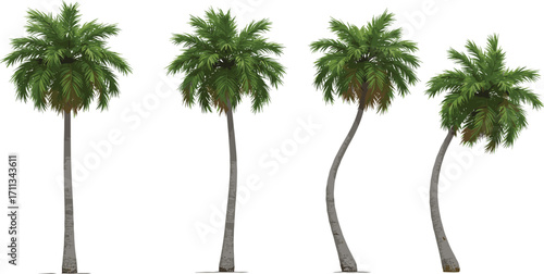 Tropical palm tree illustration, exotic beach plant, coconut tree nature design, summer vacation landscape, island paradise vegetation, green palm silhouette