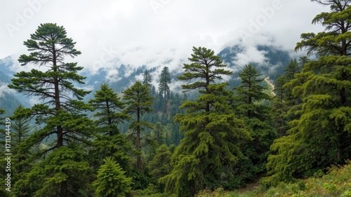 Cloudy Bhutan Forest, Mountain Pine, Moss Abundance