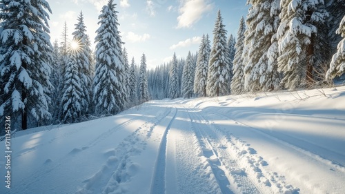 Frozen Forest Ski Path Under Snowy Canopy