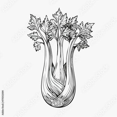 graphite pencil sketch vector celery stalk with stippled ribs and delicate tonal transitions for recipe cards